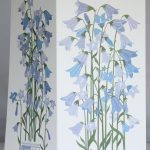 8. Kissankellojen aikaan