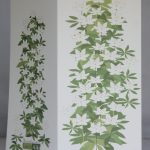 16. Metsätähtien aikaan